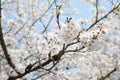 Cheery Blossom is blooming in Japan Royalty Free Stock Photo